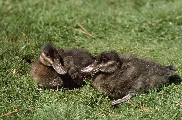 Ruddy Duck - ducklings