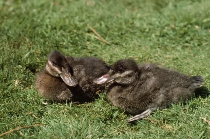 Framed Print : Ruddy Duck - ducklings