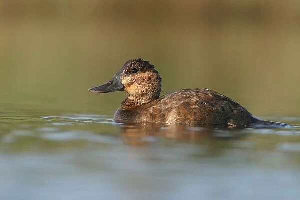 Ruddy Duck - Female Cleveland, UK