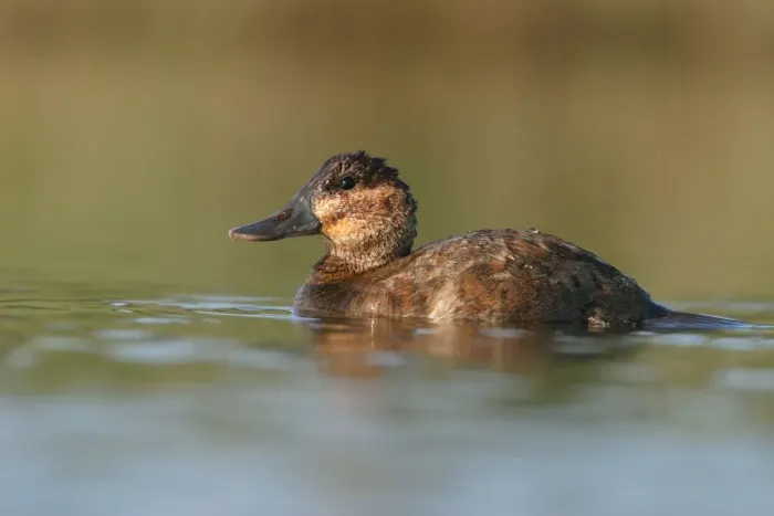 Framed Print : Ruddy Duck - Female Cleveland, UK Framed Print : Ruddy Duck - Female Cleveland, UK