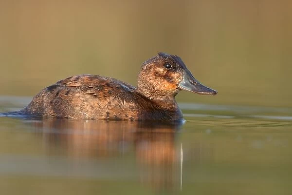 Ruddy Duck - Female Cleveland, UK