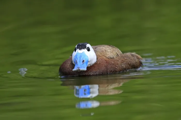 Framed Print : Ruddy Duck. Pensthorpe - Norfolk - UK Framed Print : Ruddy Duck. Pensthorpe - Norfolk - UK