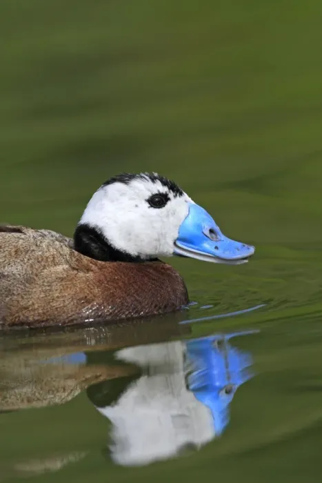 Framed Print : Ruddy Duck. Pensthorpe - Norfolk - UK Framed Print : Ruddy Duck. Pensthorpe - Norfolk - UK