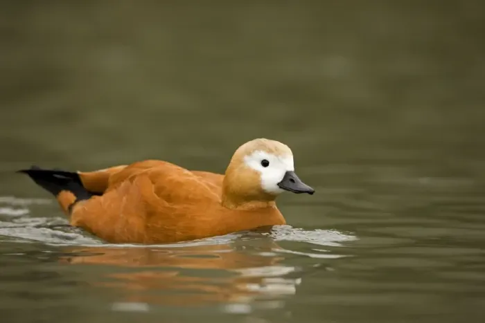 Framed Print : Ruddy Shelduck Framed Print : Ruddy Shelduck