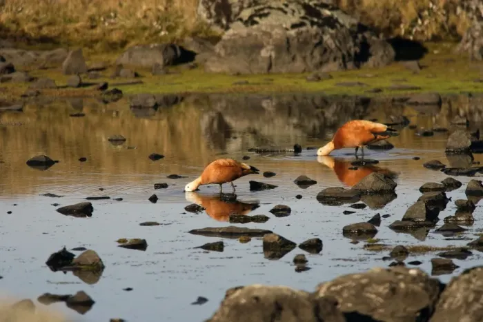 Framed Print : Ruddy Shelduck. Bale Mountains - Ethiopia Framed Print : Ruddy Shelduck. Bale Mountains - Ethiopia