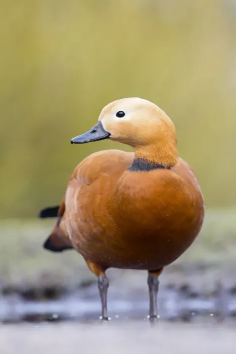 Framed Print : Ruddy Shelduck - drake in winter - UK Framed Print : Ruddy Shelduck - drake in winter - UK