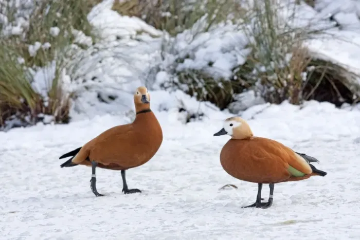 Framed Print : Ruddy Shelduck - Pair of adult birds resting on the surface of a snow covered, frozen lake Framed Print : Ruddy Shelduck - Pair of adult birds resting on the surface of a snow covered, frozen lake