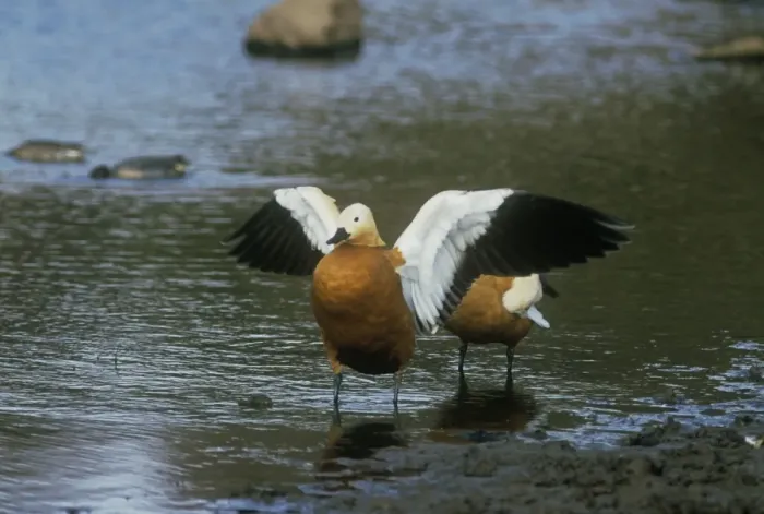 Framed Print : Ruddy Shelduck - stretching wings - Ranthambhor National Park - India Framed Print : Ruddy Shelduck - stretching wings - Ranthambhor National Park - India