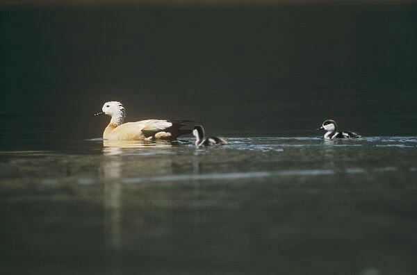 Ruddy Shelduck - swimming with its chicks - Tso Morari - Ladakh India