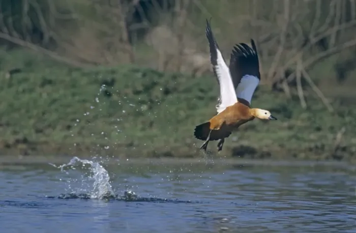 Framed Print : Ruddy Shelduck taking - off, Keoladeo National Park, India