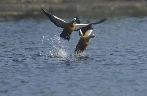 Ruddy Shelducks taking-off. Keoladeo National Park, India