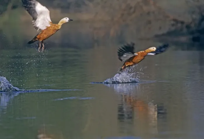 Framed Print : Ruddy Shelducks taking - off, Keoladeo National Park, India Framed Print : Ruddy Shelducks taking - off, Keoladeo National Park, India