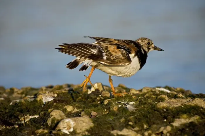 Framed Print : Ruddy Turnstone - Found mainly on rocky shores and on beaches - Uses short upturned bill to flip over rocks and shells in search of food New York - USA Framed Print : Ruddy Turnstone - Found mainly on rocky shores and on beaches - Uses short upturned bill to flip over rocks and shells in search of food New York - USA