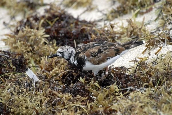 Ruddy Turnstone. Search for food below shells and pebbles and in seaweed stranded on shore. Nests on coastal tundra. Western and eastern seaboards, USA. Dry Tortugas, USA