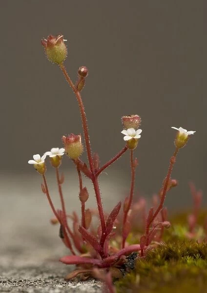 Rue-leaved saxifrage, on old wall