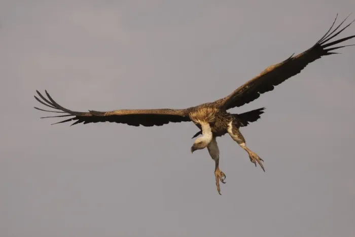Framed Print : Rueppell's Griffon Vulture - in flight - Serengeti - Tanzania Framed Print : Rueppell's Griffon Vulture - in flight - Serengeti - Tanzania