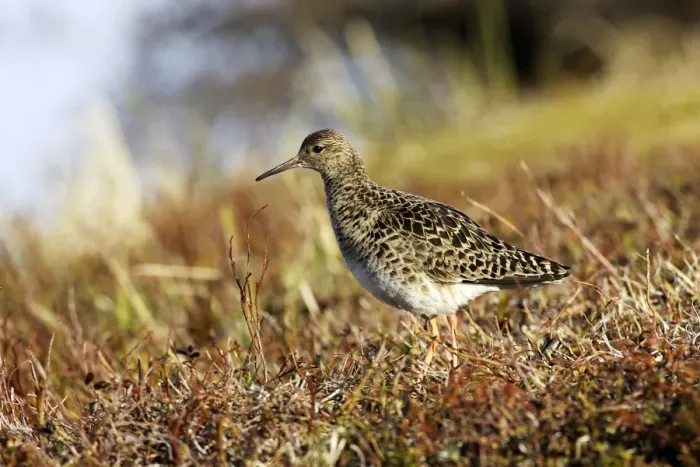 Framed Print : Ruff - female. Varanger - Norway Framed Print : Ruff - female. Varanger - Norway