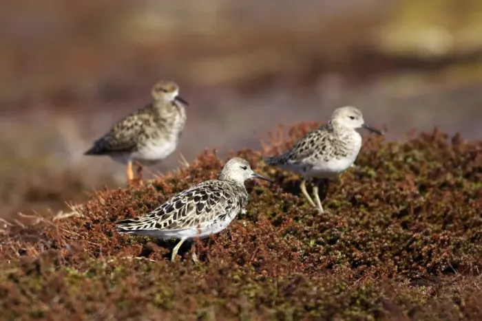 Framed Print : Ruff - females. Varanger - Norway Framed Print : Ruff - females. Varanger - Norway
