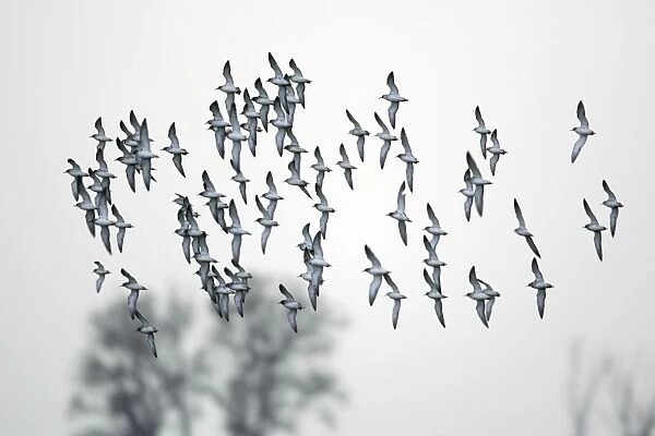 Ruff- flock in flight, Neusiedler See NP, Austria