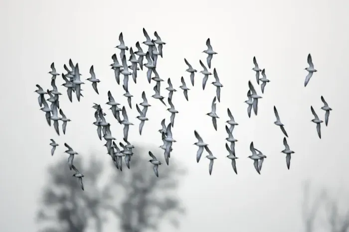 Framed Print : Ruff- flock in flight, Neusiedler See NP, Austria Framed Print : Ruff- flock in flight, Neusiedler See NP, Austria