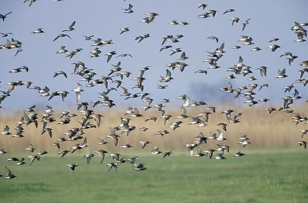 Ruff - flock migrating north in spring