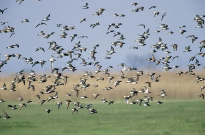 Framed Print : Ruff - flock migrating north in spring Framed Print : Ruff - flock migrating north in spring
