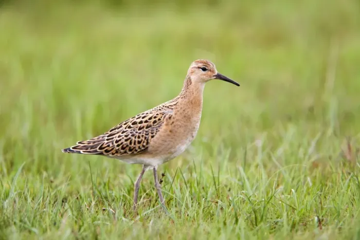 Framed Print : Ruff - juvenile Framed Print : Ruff - juvenile