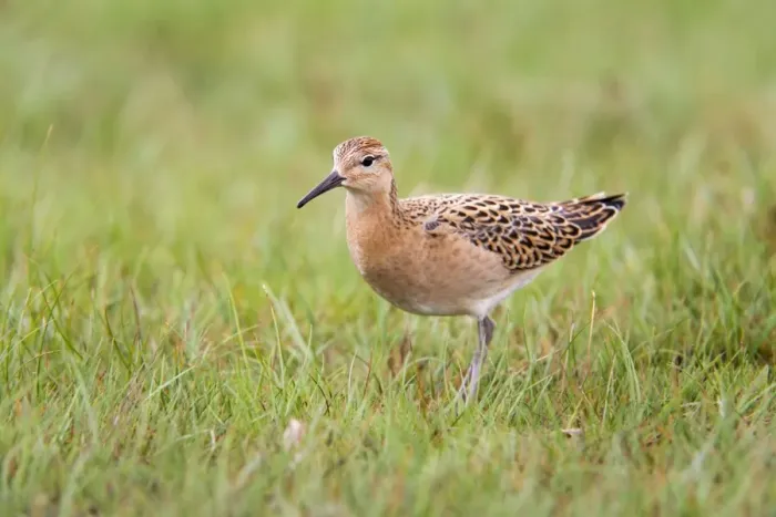 Framed Print : Ruff - juvenile - autumn - UK Framed Print : Ruff - juvenile - autumn - UK