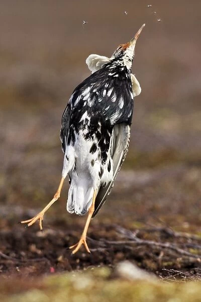 Ruff - male in breeding plumage eating mosquitoes. Varanger - Norway
