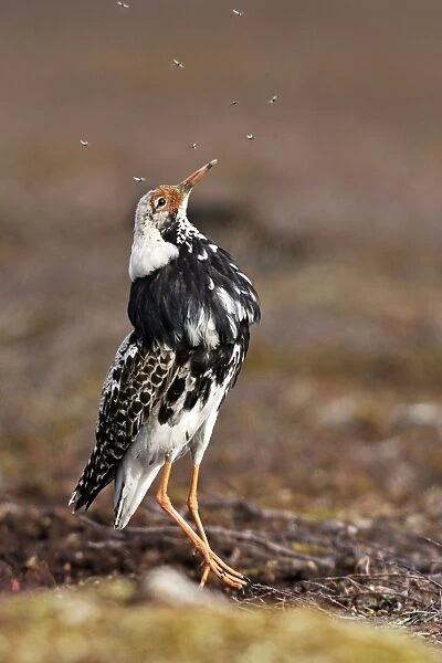 Ruff - male in breeding plumage eating mosquitoes. Varanger - Norway