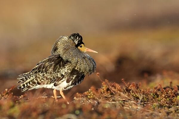 Ruff - male in breeding plumage in mating display. Varanger - Norway