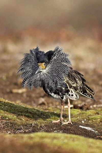 Ruff - male in breeding plumage in mating display. Varanger - Norway