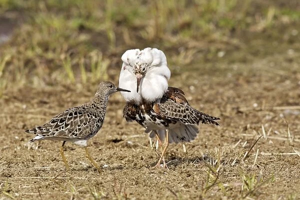 Ruff - male in mating display with female. Varanger - Norway