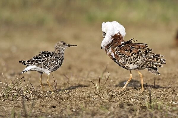 Ruff - male in mating display with female. Varanger - Norway