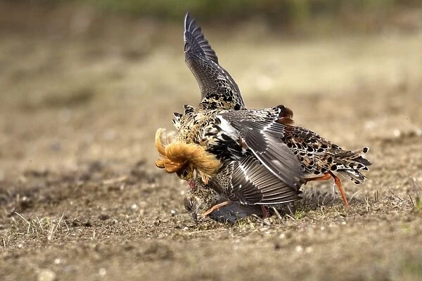 Ruff - male mating with female. Varanger - Norway