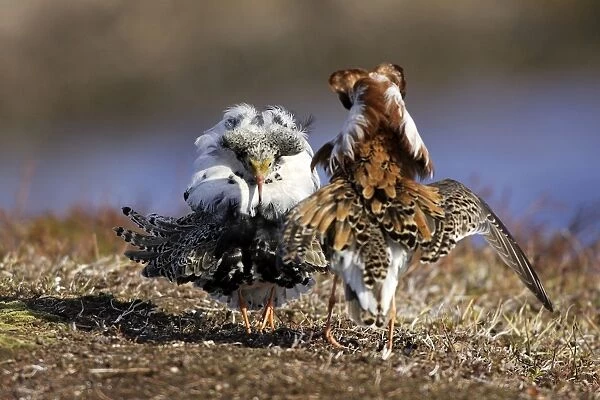 Ruff - males in breeding plumage in confrontation. Varanger - Norway