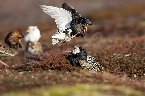 Ruff - two males in breeding plumage fighting. Varanger - Norway
