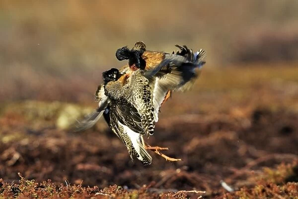 Ruff - two males in breeding plumage fighting. Varanger - Norway