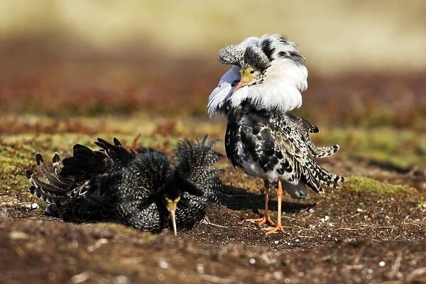 Ruff - males in breeding plumage in mating display. Varanger - Norway