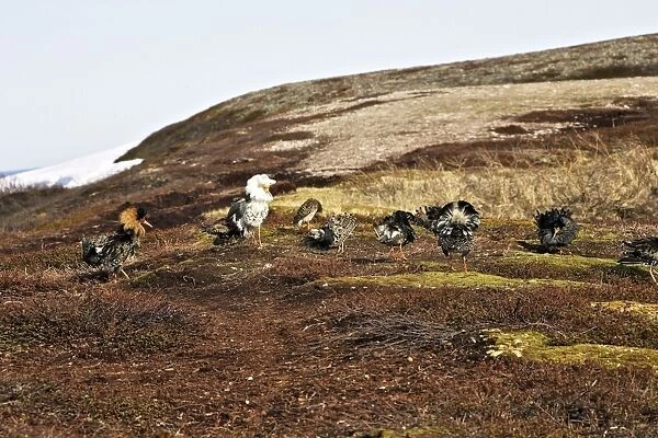 Ruff - males in mating display. Varanger - Norway