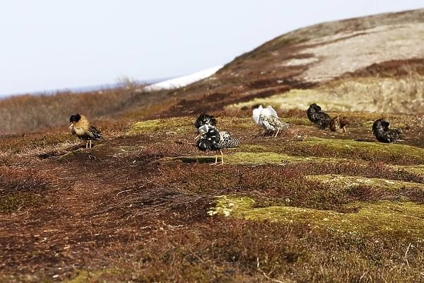 Ruff - males in mating display. Varanger - Norway
