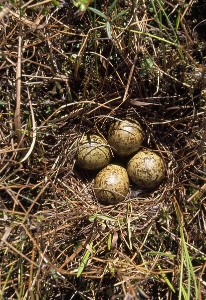 Ruff - nest with eggs