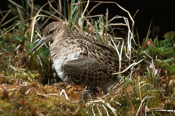 Ruff  /  Reeve - female at nest with chick
