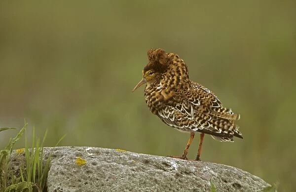 Ruff - Sweden - Male displaying on lek - Extremely sexually dimorphic - Breeds in Arctic and subarctic and south to termperate zones in Europe - Requires habitat with adjacent feeding-lekking