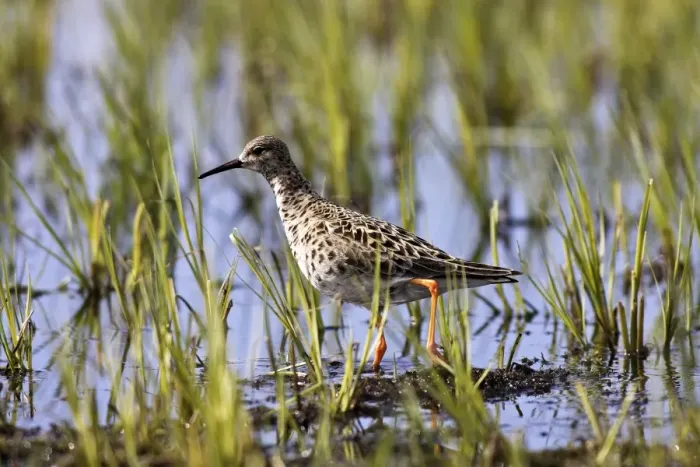 Framed Print : Ruff - in water. Varanger - Norway Framed Print : Ruff - in water. Varanger - Norway