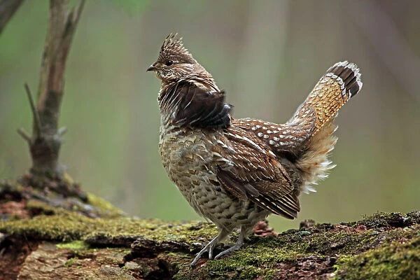 Ruffed Grouse (Bonasa umbellus) - Male engaged in courtship display - New York - USA - Display behavior consists of male rapidly beating wings while standing producing a low-pitched 'drumming' sound