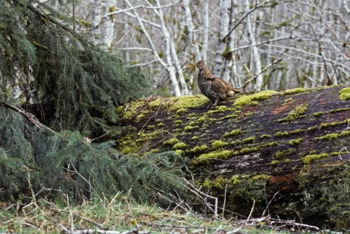 Framed Print : Ruffed Grouse on drumming log Olympic National Park, Western U. S. A, spring