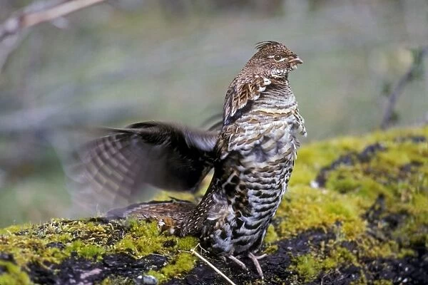 Ruffed Grouse drumming (spring mating-territorial display) in alder tree bottom along Hoh River, Olympic National Park, WA. April. bg57