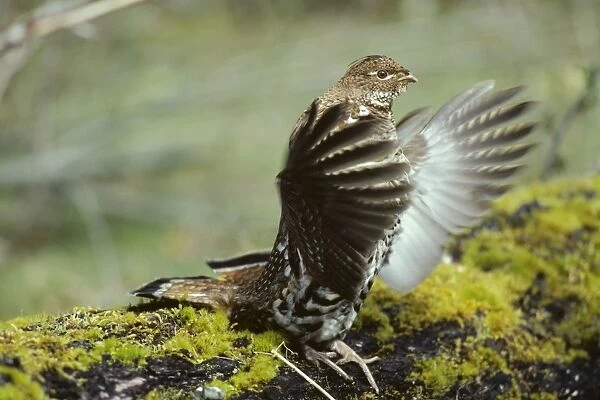 Ruffed Grouse drumming (spring mating-territorial display), Olympic National Park, Western U. S. A, spring. BG110