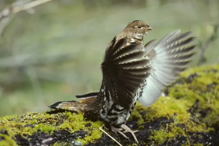 Framed Print : Ruffed Grouse drumming (spring mating-territorial display), Olympic National Park, Western U. S. A, spring. BG110 Framed Print : Ruffed Grouse drumming (spring mating-territorial display), Olympic National Park, Western U. S. A, spring. BG110